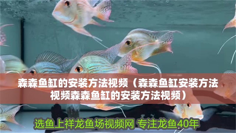 森森魚缸的安裝方法視頻（森森魚缸安裝方法視頻森森魚缸的安裝方法視頻） 森森魚缸的安裝方法視頻（森森魚缸安裝方法視頻森森魚缸的安裝方法視頻） 魚缸百科