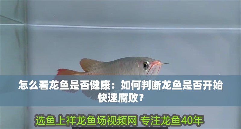 魚缸用增氧泵價(jià)格是多少:魚缸增氧機(jī)-xtrac增氧機(jī)-xtrac增氧機(jī) 怎么看龍魚是否健康:如何判斷龍魚是否開始快速腐敗? 水族問答 怎么看龍魚是否健康:如何判斷龍魚是否開始快速腐敗? 怎么看龍魚是否健康:如何判斷龍魚是否開始快速腐敗? 水族問答