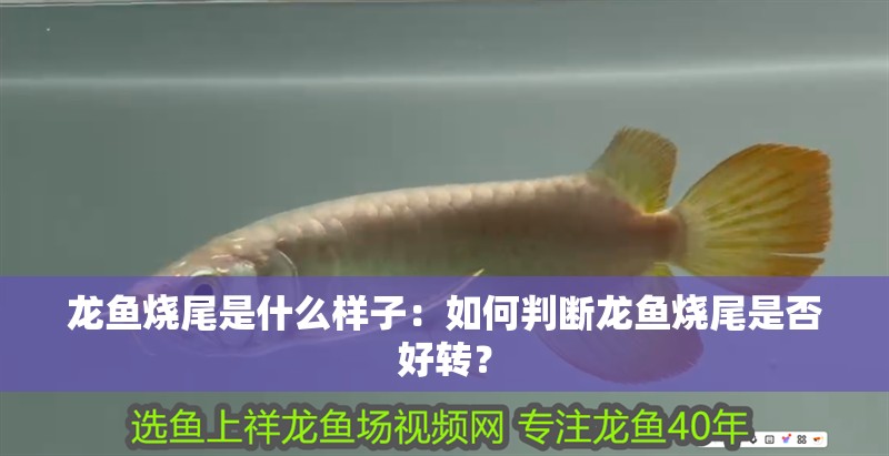 龍魚燒尾是什么樣子：如何判斷龍魚燒尾是否好轉(zhuǎn)？ 龍魚燒尾是什么樣子：如何判斷龍魚燒尾是否好轉(zhuǎn)？ 水族問答