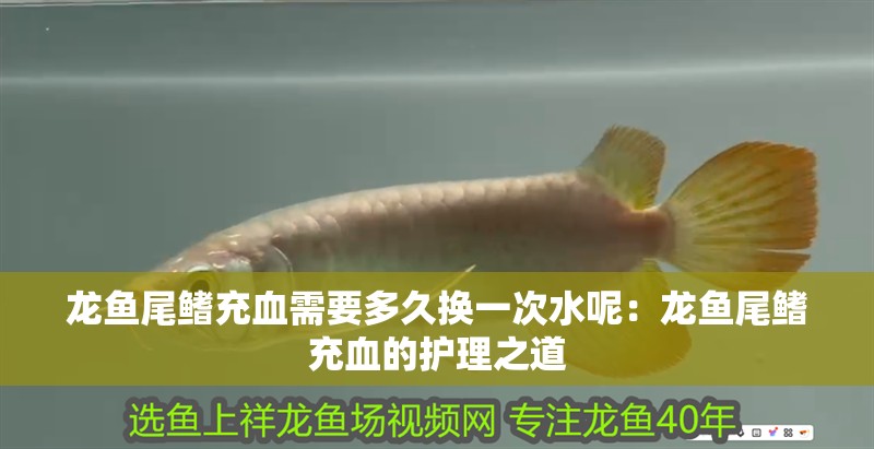 龍魚尾鰭充血需要多久換一次水呢：龍魚尾鰭充血的護理之道