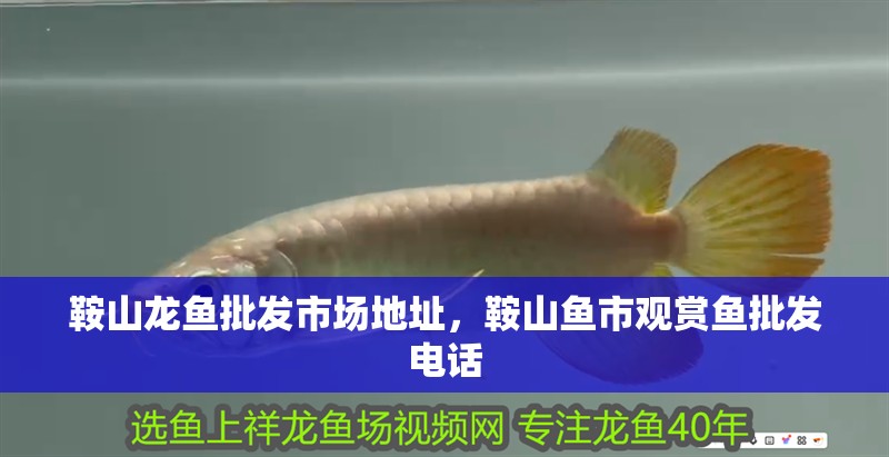 鞍山龍魚批發市場地址，鞍山魚市觀賞魚批發電話