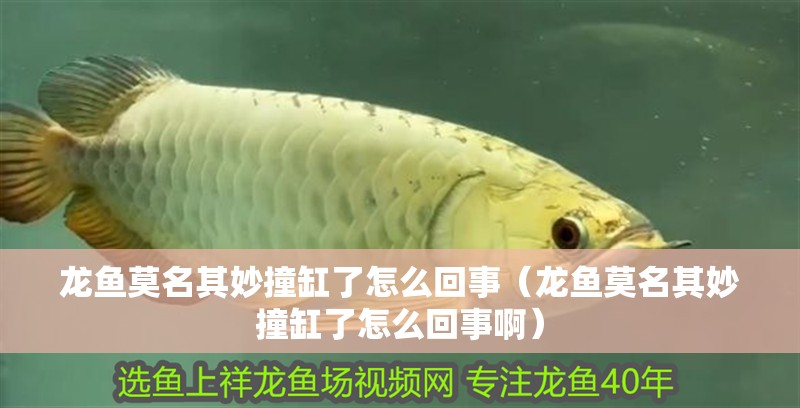 龍魚莫名其妙撞缸了怎么回事（龍魚莫名其妙撞缸了怎么回事啊）