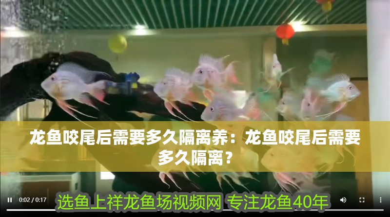 龍魚咬尾后需要多久隔離養：龍魚咬尾后需要多久隔離？ 龍魚咬尾后需要多久隔離養：龍魚咬尾后需要多久隔離？ 水族問答
