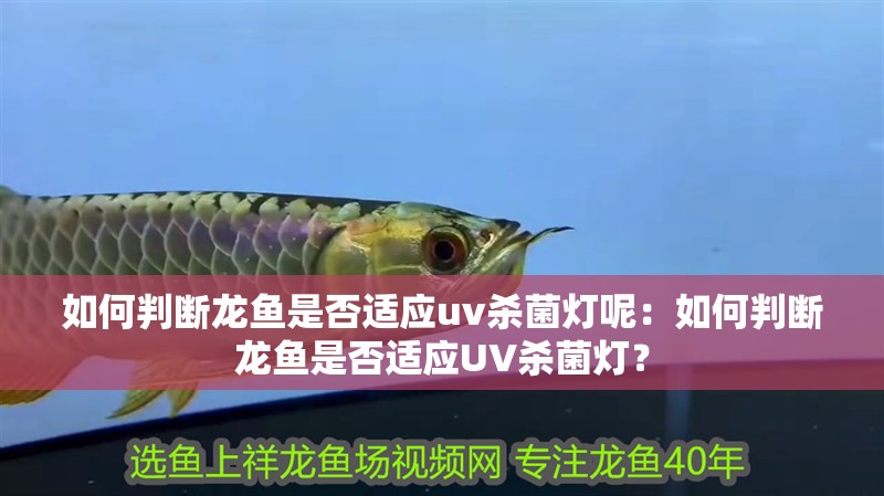 如何判斷龍魚是否適應uv殺菌燈呢：如何判斷龍魚是否適應UV殺菌燈？