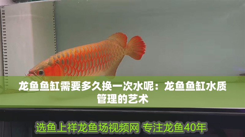 龍魚魚缸需要多久換一次水呢：龍魚魚缸水質管理的藝術