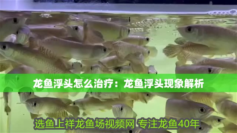 龍魚浮頭怎么治療：龍魚浮頭現象解析