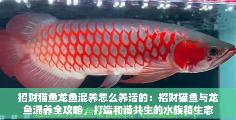 招財貓魚龍魚混養(yǎng)怎么養(yǎng)活的：招財貓魚與龍魚混養(yǎng)全攻略，打造和諧共生的水族箱生態(tài)