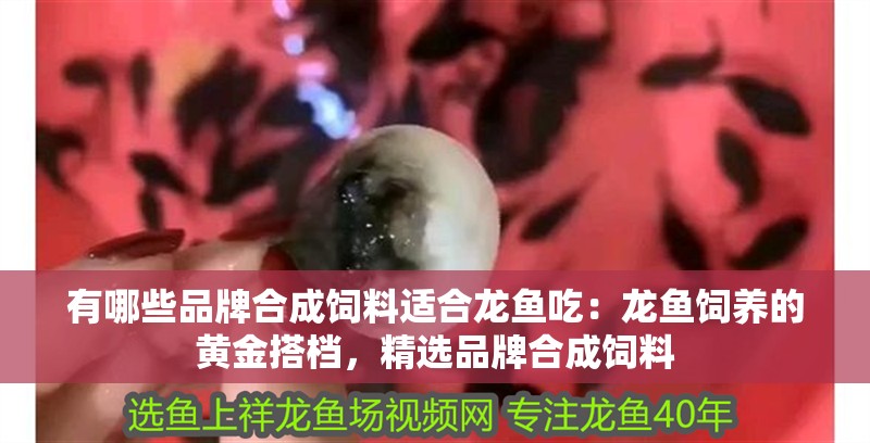 有哪些品牌合成飼料適合龍魚吃：龍魚飼養的黃金搭檔，精選品牌合成飼料
