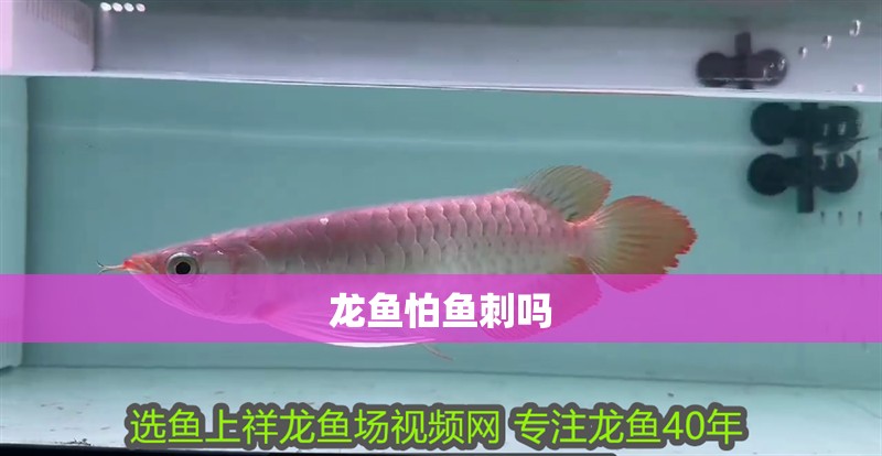 龍魚怕魚刺嗎