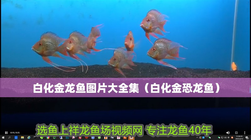 白化金龍魚圖片大全集（白化金恐龍魚）