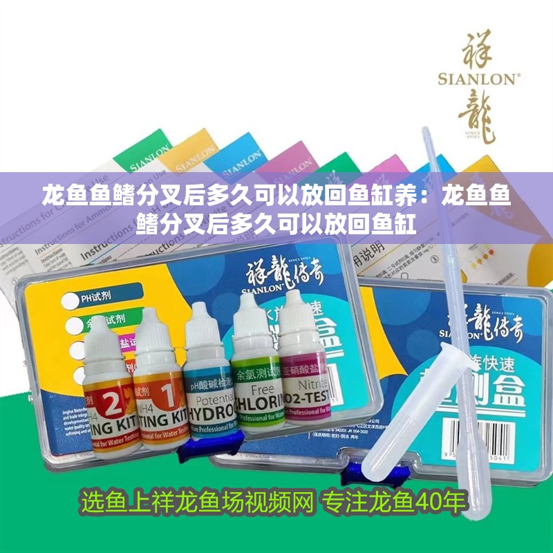 龍魚魚鰭分叉后多久可以放回魚缸養：龍魚魚鰭分叉后多久可以放回魚缸