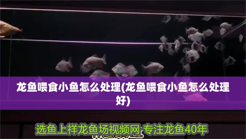 龍魚喂食小魚怎么處理(龍魚喂食小魚怎么處理好)