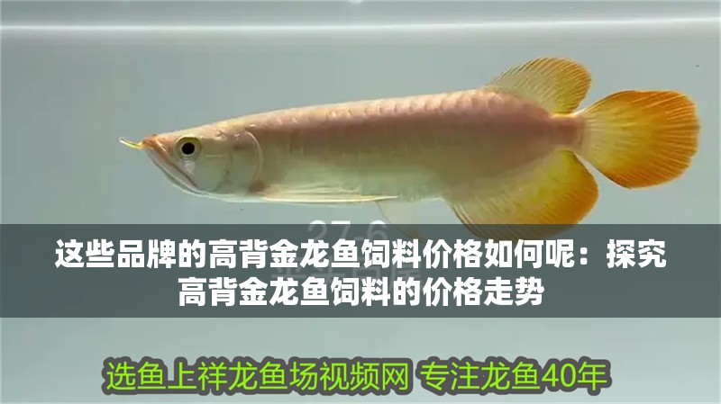 這些品牌的高背金龍魚飼料價格如何呢：探究高背金龍魚飼料的價格走勢