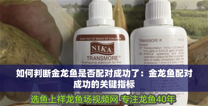 如何判斷金龍魚是否配對(duì)成功了：金龍魚配對(duì)成功的關(guān)鍵指標(biāo)