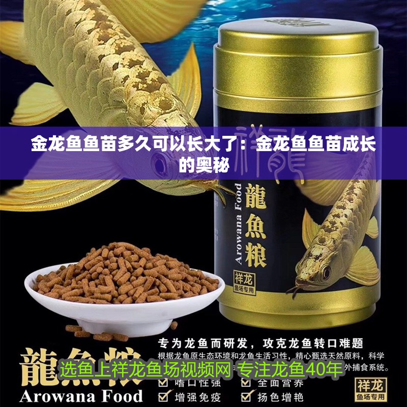 金龍魚魚苗多久可以長大了：金龍魚魚苗成長的奧秘