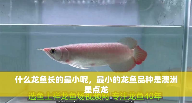 什么龍魚長的最小呢，最小的龍魚品種是澳洲星點龍