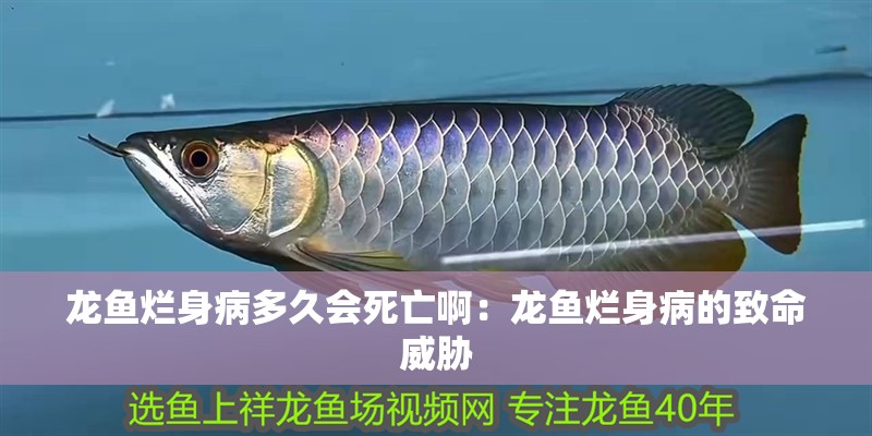 龍魚爛身病多久會死亡啊：龍魚爛身病的致命威脅