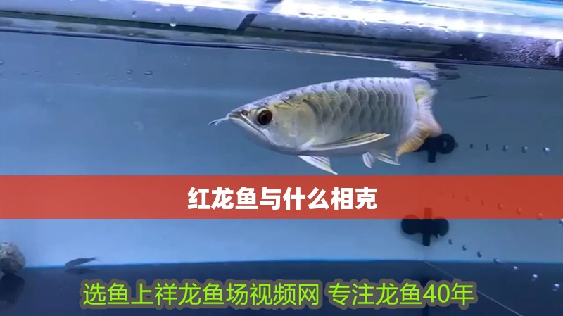 紅龍魚與什么相克