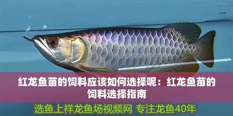 紅龍魚苗的飼料應該如何選擇呢：紅龍魚苗的飼料選擇指南