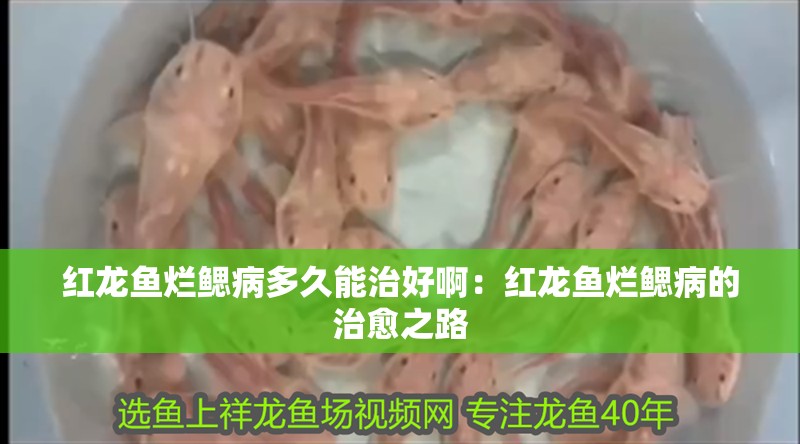 紅龍魚爛鰓病多久能治好啊：紅龍魚爛鰓病的治愈之路