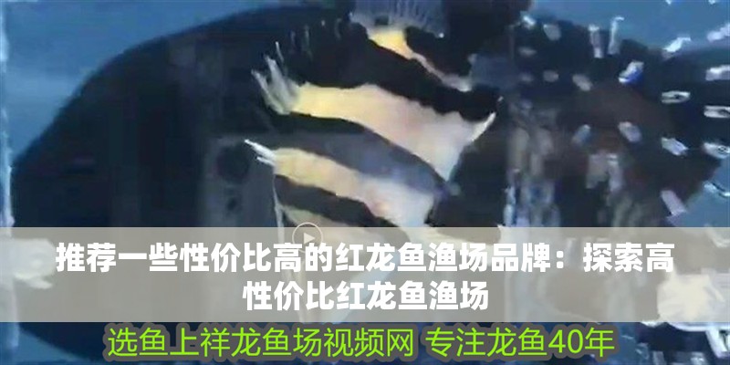推薦一些性價比高的紅龍魚漁場品牌：探索高性價比紅龍魚漁場 推薦一些性價比高的紅龍魚漁場品牌：探索高性價比紅龍魚漁場 水族問答