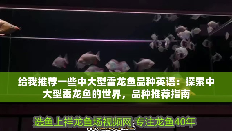 給我推薦一些中大型雷龍魚品種英語：探索中大型雷龍魚的世界，品種推薦指南