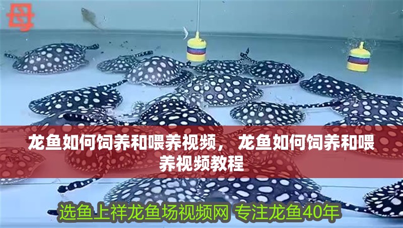 龍魚如何飼養(yǎng)和喂養(yǎng)視頻， 龍魚如何飼養(yǎng)和喂養(yǎng)視頻教程