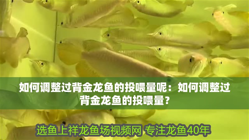 如何調整過背金龍魚的投喂量呢：如何調整過背金龍魚的投喂量？