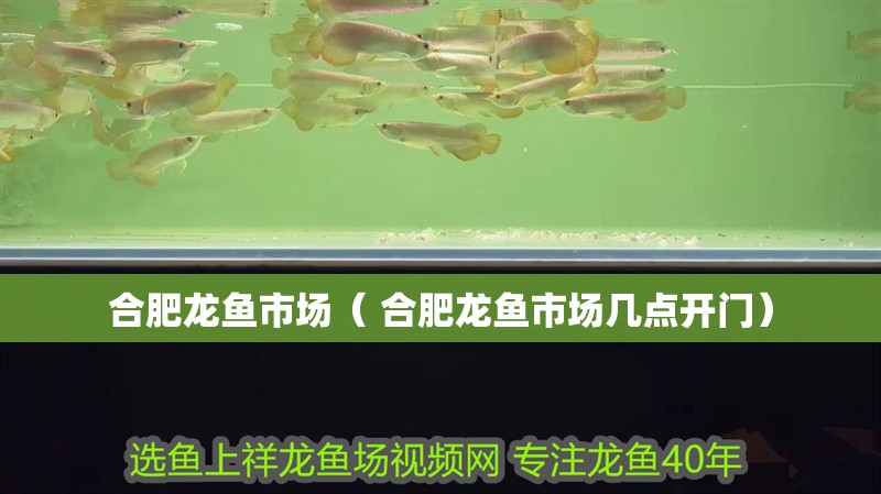 合肥龍魚市場（ 合肥龍魚市場幾點(diǎn)開門）