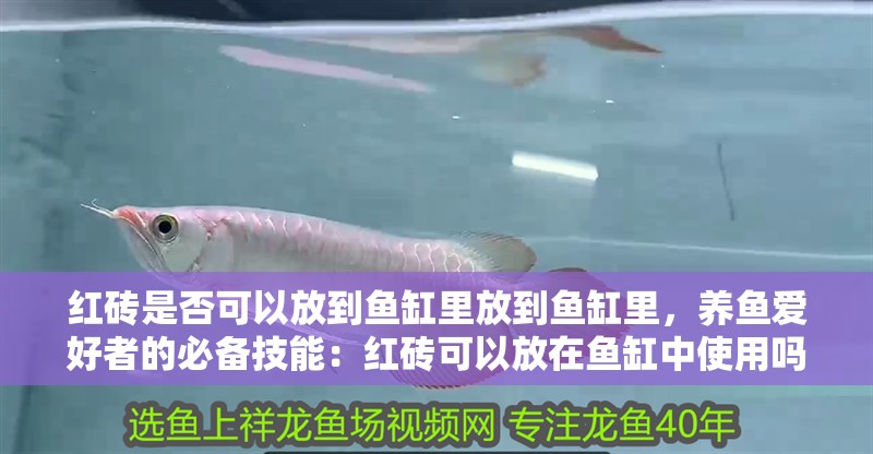 紅磚是否可以放到魚(yú)缸里放到魚(yú)缸里，養(yǎng)魚(yú)愛(ài)好者的必備技能：紅磚可以放在魚(yú)缸中使用嗎？
