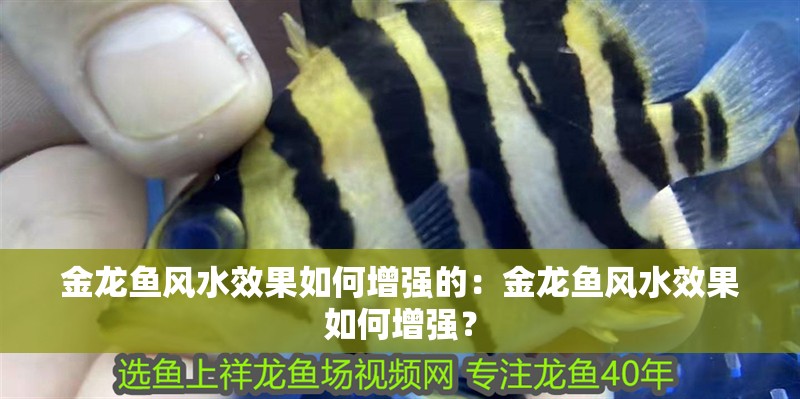金龍魚風水效果如何增強的：金龍魚風水效果如何增強？