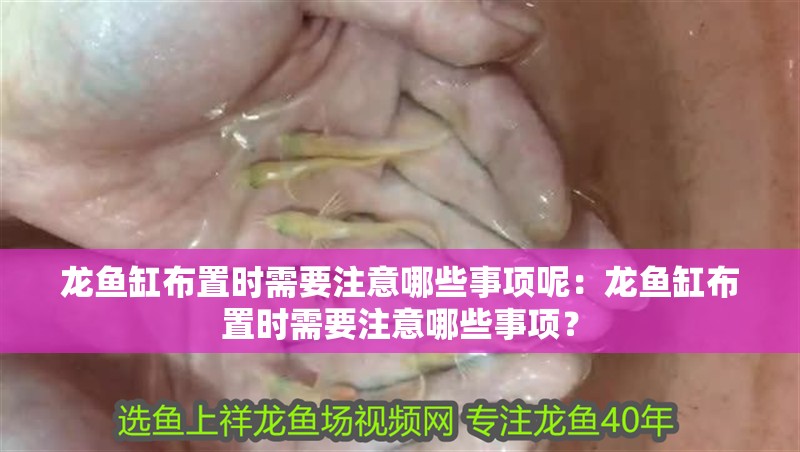 龍魚缸布置時需要注意哪些事項呢：龍魚缸布置時需要注意哪些事項？