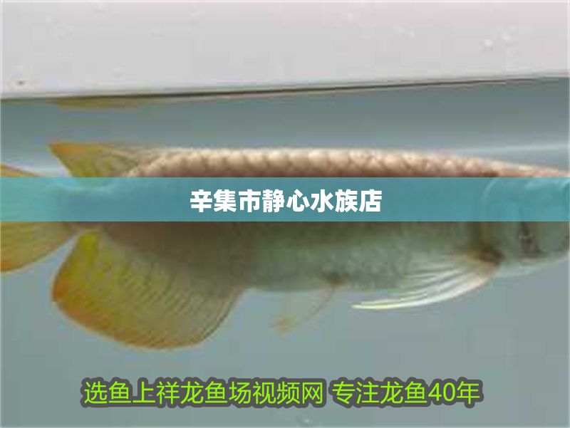 辛集市靜心水族店