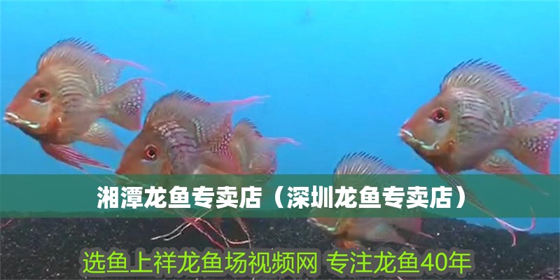 湘潭龍魚專賣店（深圳龍魚專賣店）