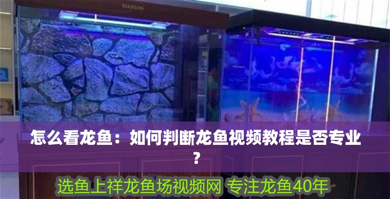 怎么看龍魚：如何判斷龍魚視頻教程是否專業？