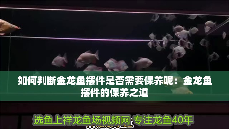 如何判斷金龍魚擺件是否需要保養(yǎng)呢：金龍魚擺件的保養(yǎng)之道 如何判斷金龍魚擺件是否需要保養(yǎng)呢：金龍魚擺件的保養(yǎng)之道 水族問答