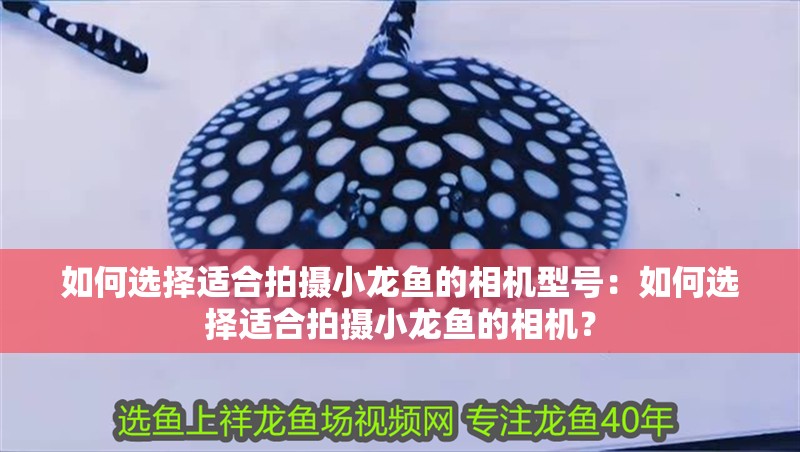 如何選擇適合拍攝小龍魚的相機型號：如何選擇適合拍攝小龍魚的相機？