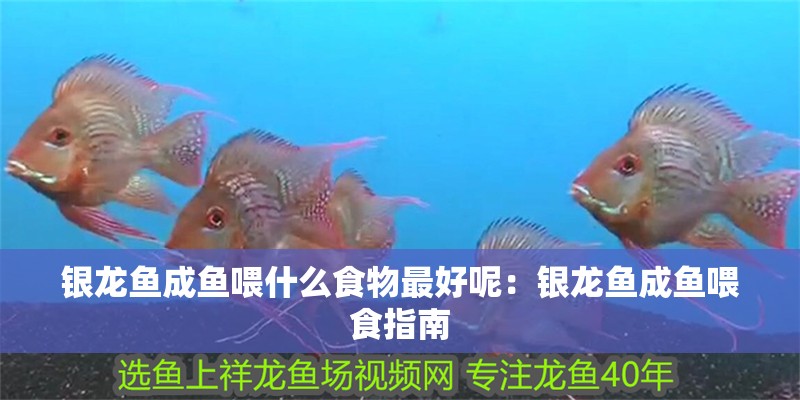 銀龍魚成魚喂什么食物最好呢：銀龍魚成魚喂食指南