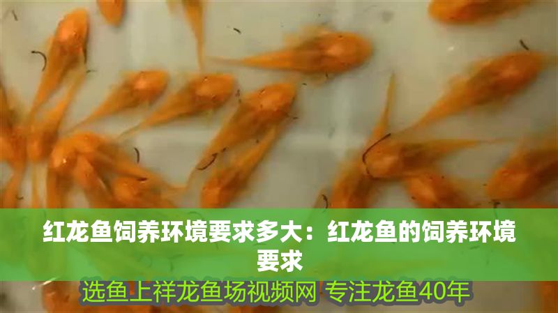 紅龍魚飼養環境要求多大:紅龍魚的飼養環境要求 龍魚百科 第2張 紅龍魚飼養環境要求多大:紅龍魚的飼養環境要求 紅龍魚飼養環境要求多大:紅龍魚的飼養環境要求 龍魚百科 第2張