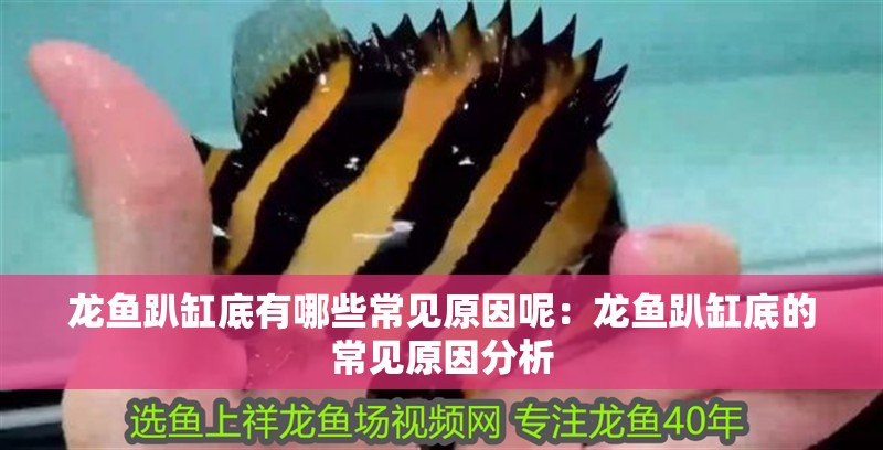 龍魚趴缸底有哪些常見原因呢：龍魚趴缸底的常見原因分析