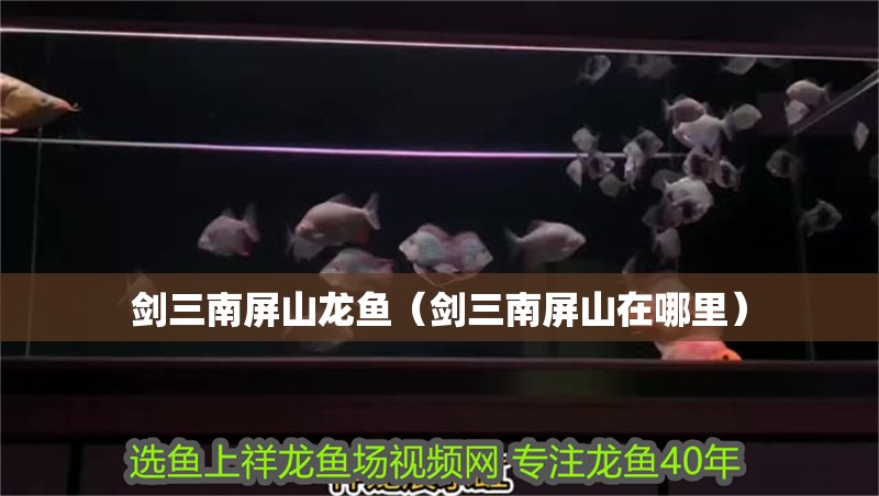 劍三南屏山龍魚（劍三南屏山在哪里）