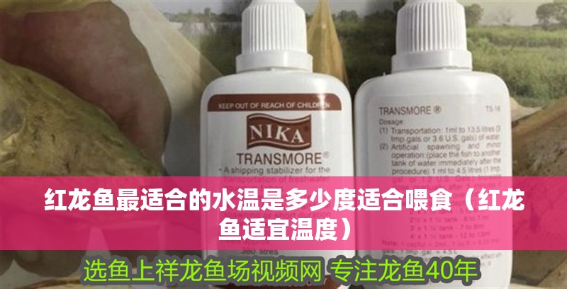 紅龍魚最適合的水溫是多少度適合喂食（紅龍魚適宜溫度）