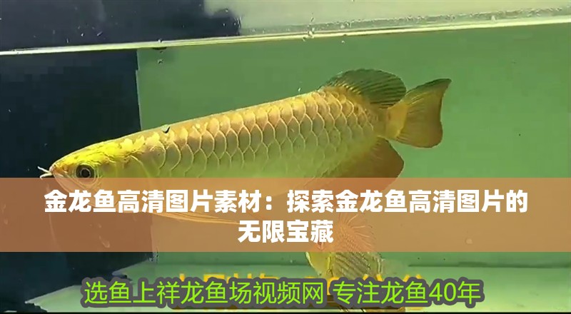 金龍魚高清圖片素材：探索金龍魚高清圖片的無限寶藏