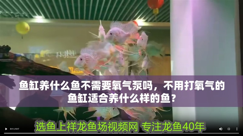 魚缸養什么魚不需要氧氣泵嗎，不用打氧氣的魚缸適合養什么樣的魚？
