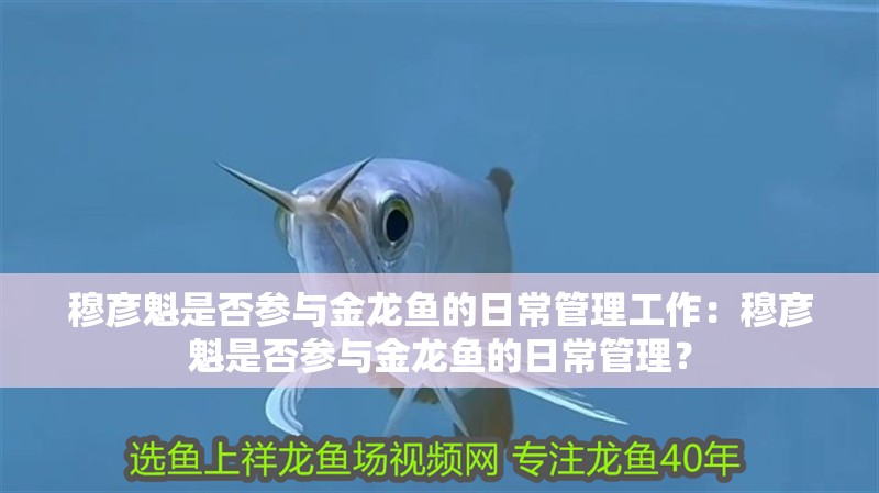 穆彥魁是否參與金龍魚的日常管理工作：穆彥魁是否參與金龍魚的日常管理？