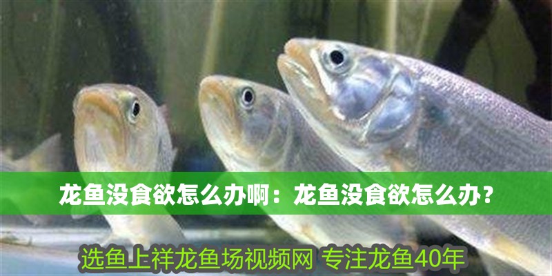 龍魚沒食欲怎么辦啊：龍魚沒食欲怎么辦？