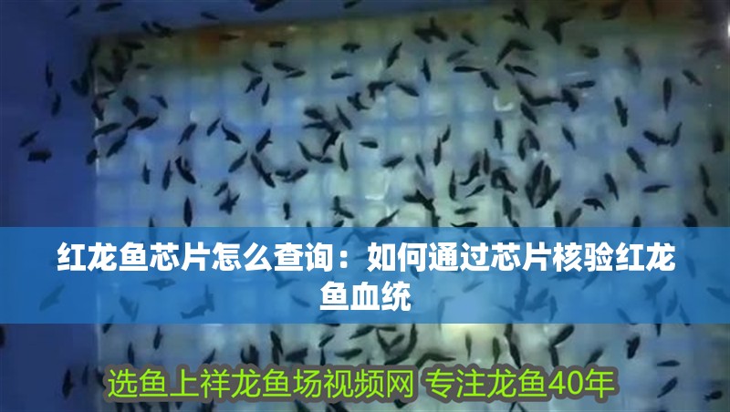 紅龍魚芯片怎么查詢：如何通過芯片核驗紅龍魚血統