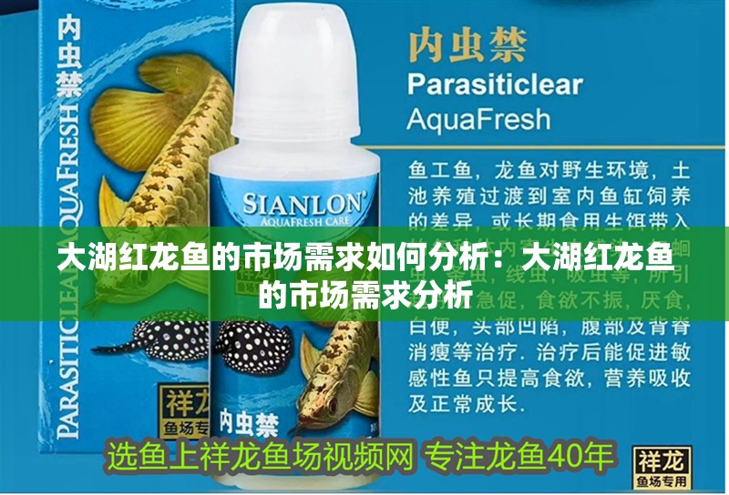 大湖紅龍魚的市場需求如何分析：大湖紅龍魚的市場需求分析