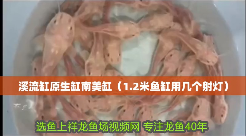 溪流缸原生缸南美缸（1.2米魚缸用幾個射燈）