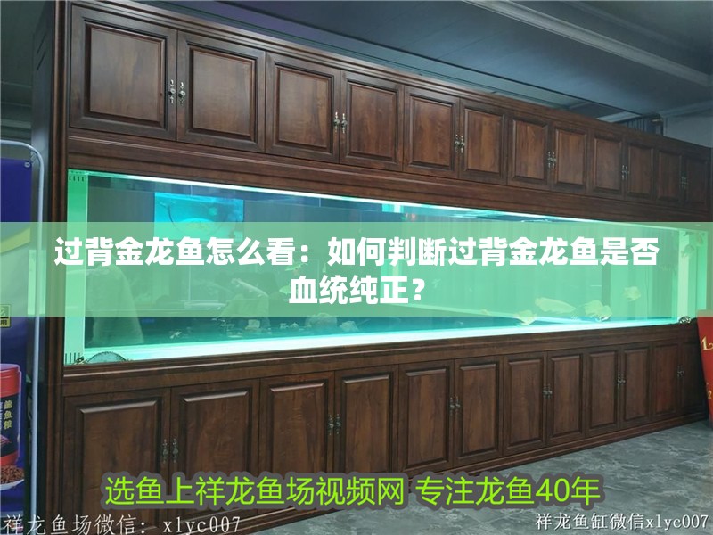 過背金龍魚怎么看：如何判斷過背金龍魚是否血統純正？